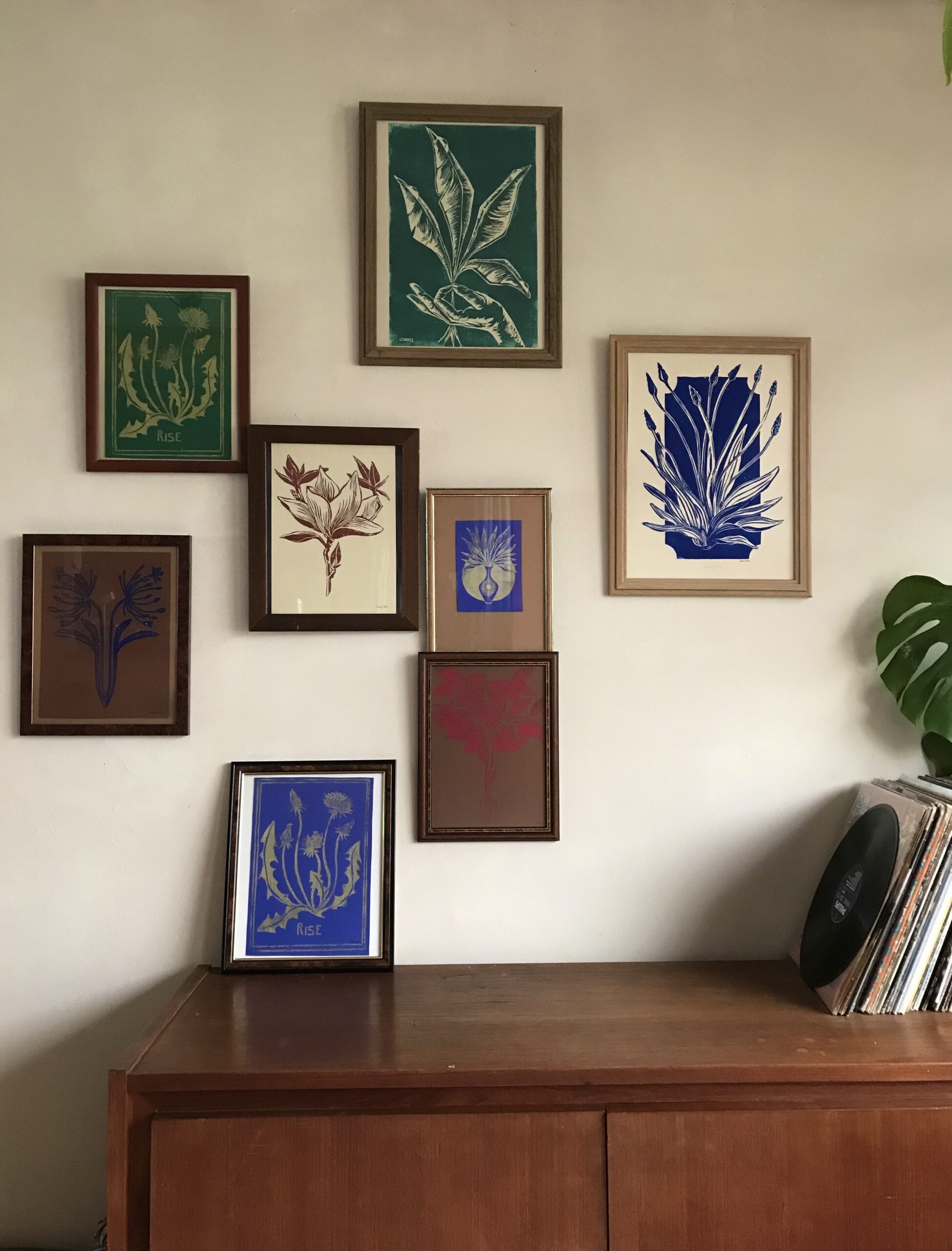 Agapanthus - Image 2
