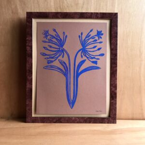Agapanthus